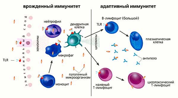 иммунитет человека - схема