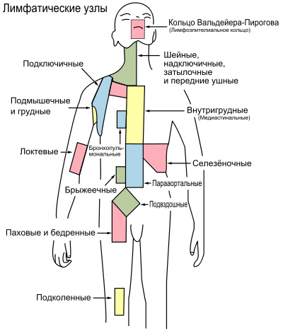 схема расположения лимфоузлов на теле