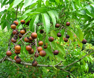 фото мыльного дерева с плодами