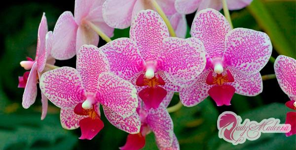 красивая и ухоженная орхидея выращенная своими руками в домашних условиях