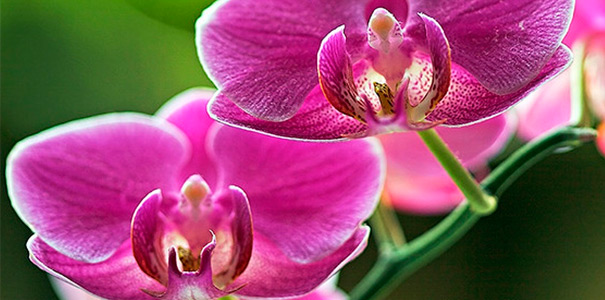 красивый цветок орхидеи