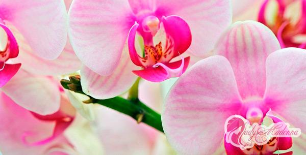 как правильно пересадить орхидею в комнатных растения
