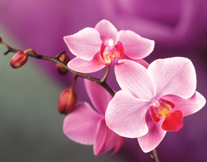 как поливать орхидею правильно и не загубить цветок