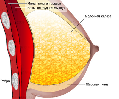 структура  мышц груди у женщин